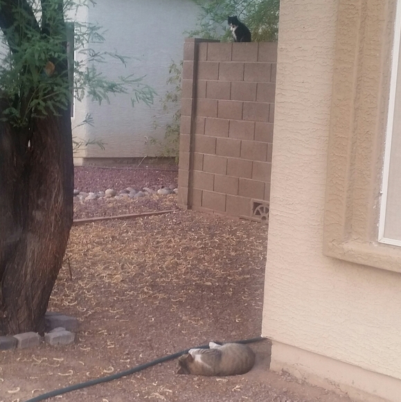 Orig. Art - Commissioned Painting Pumpkin 🎃 Cat - Picture 10 of 11